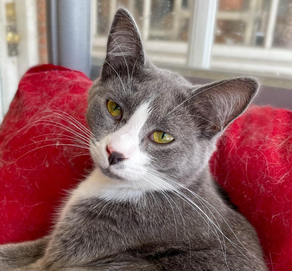 Enlarge Sienna, a Adoptable mixed breed in Portland, IN image 3/6