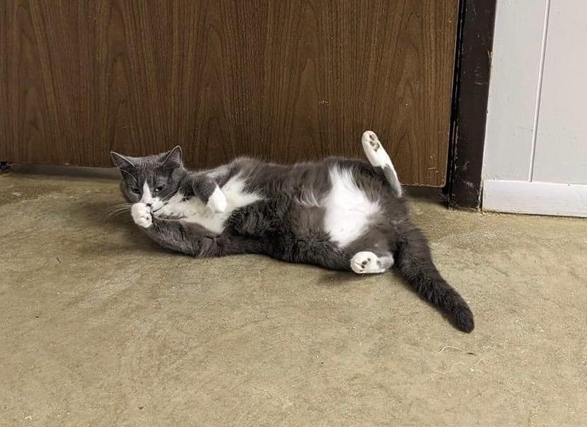 Enlarge Sienna, a Adoptable mixed breed in Portland, IN image 4/6