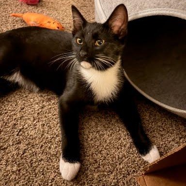 Enlarge James, a Adoptable mixed breed in Sacramento, CA image 1/1