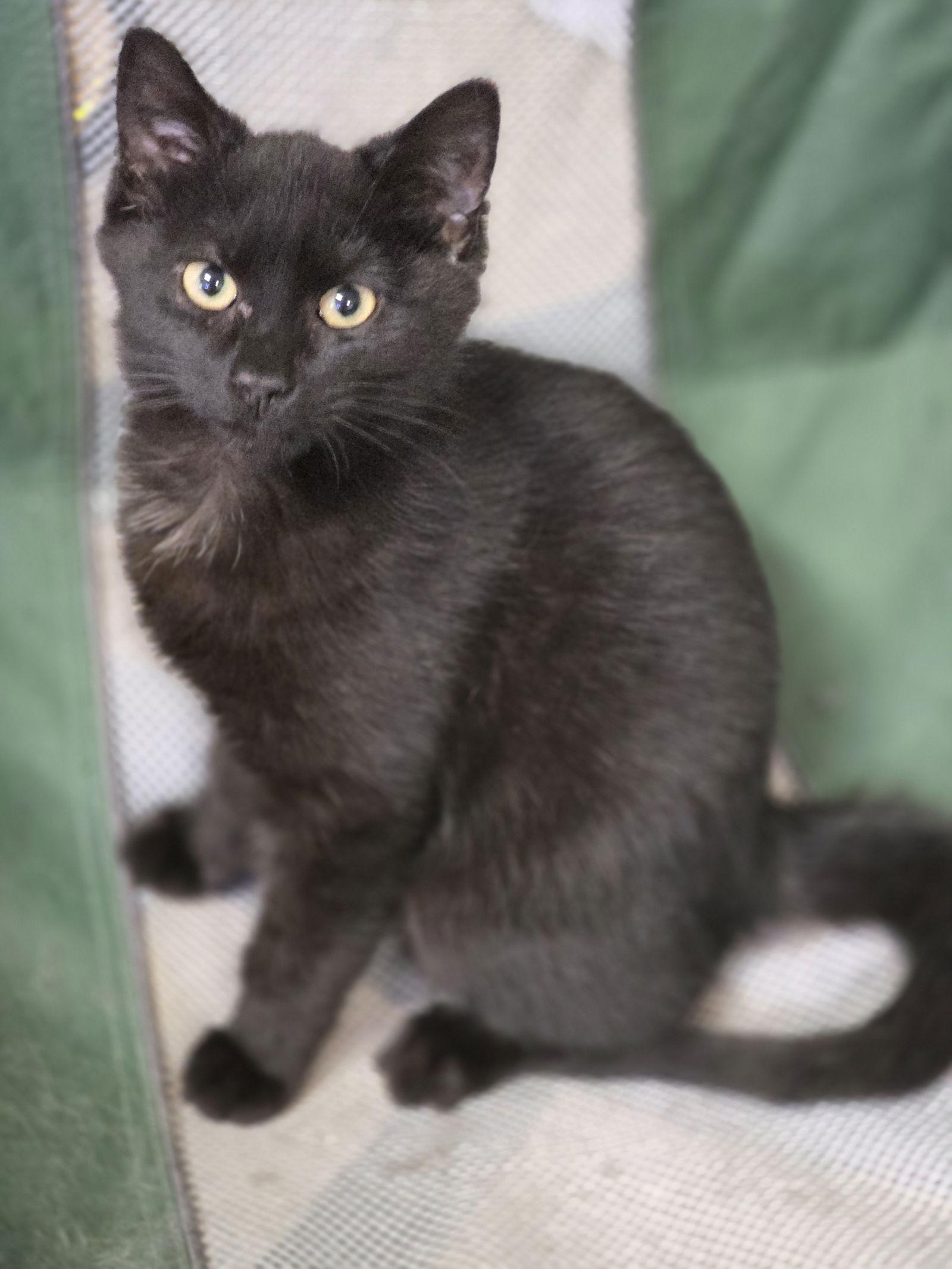 Enlarge Surfer, a Adoptable Domestic Short Hair in Wilmington, NC image 1/1