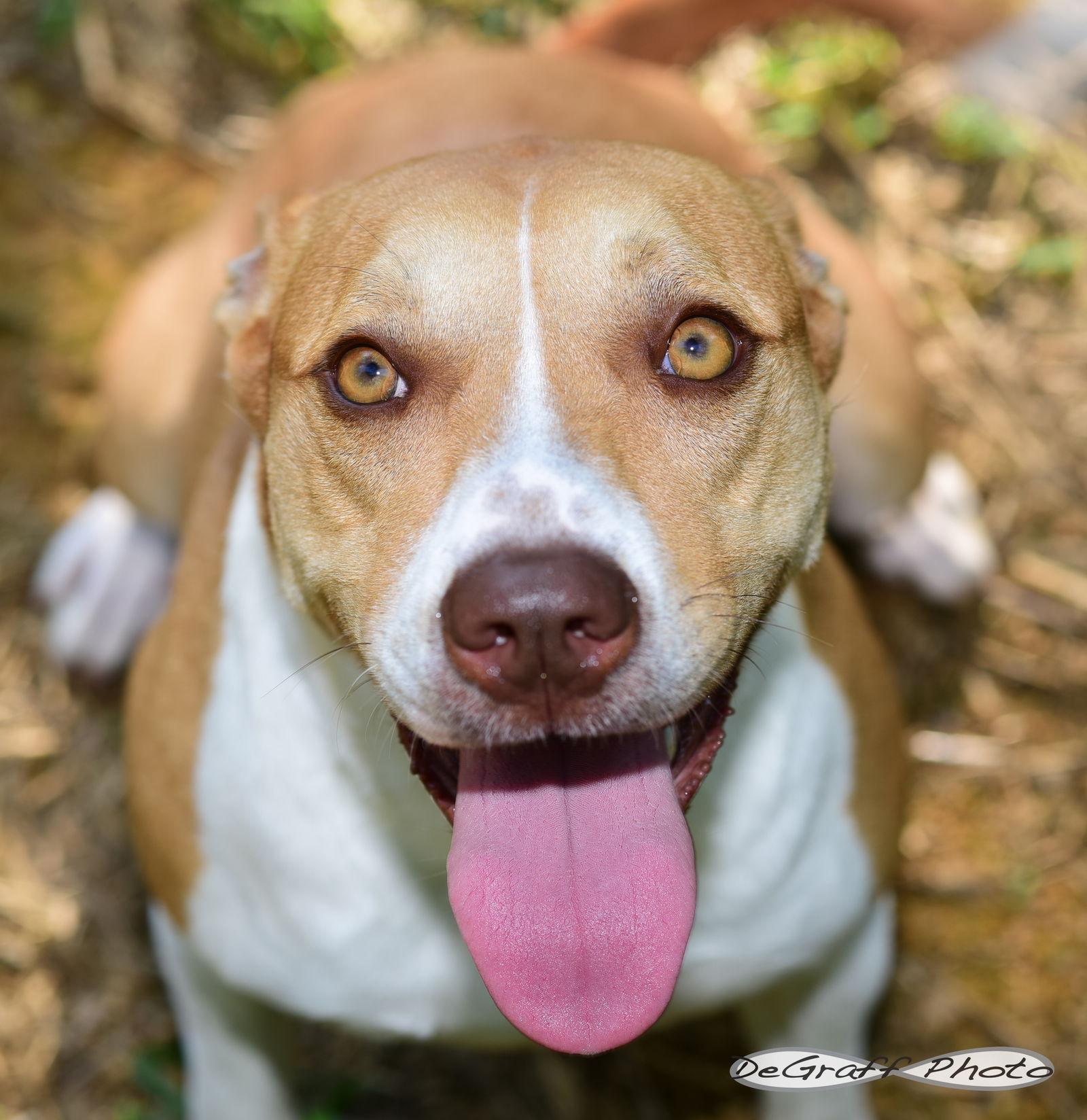 Cassi, Adoptable, Adult Female Boxer & Hound.