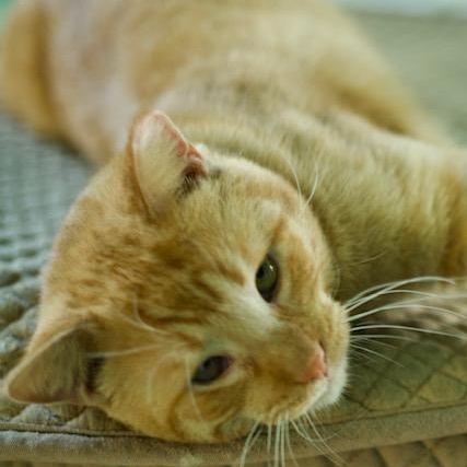 Mufasa WD 0621 (bonded with Rufus), Adult Male Domestic Short Hair