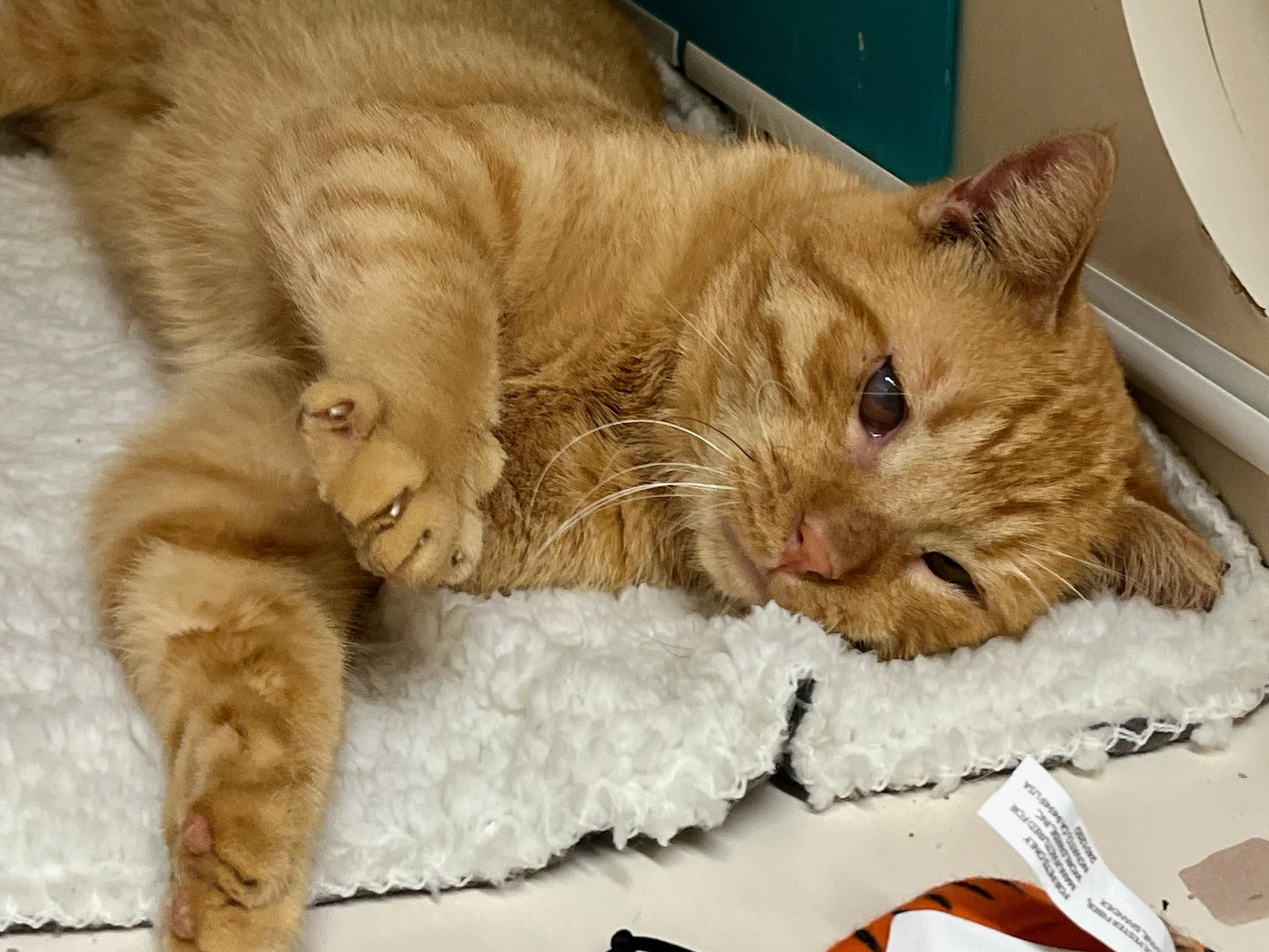 Mufasa WD 0621 (bonded with Rufus), a Adoptable Domestic Short Hair in Troy, MI image 6/6