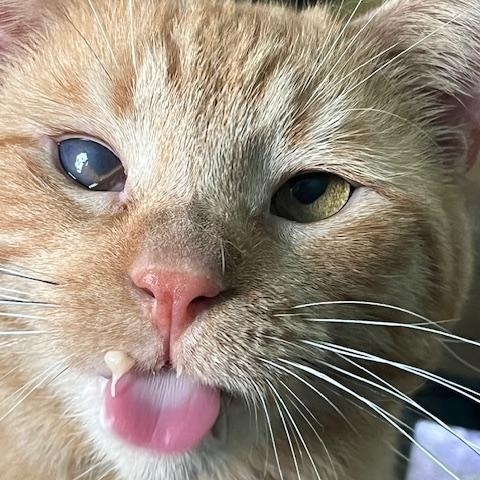 Mufasa WD 0621 (bonded with Rufus), a Adoptable Domestic Short Hair in Troy, MI image 4/6