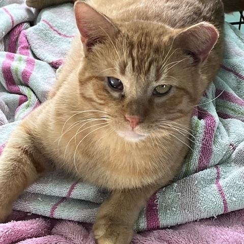 Mufasa WD 0621 (bonded with Rufus), a Adoptable Domestic Short Hair in Troy, MI image 2/6