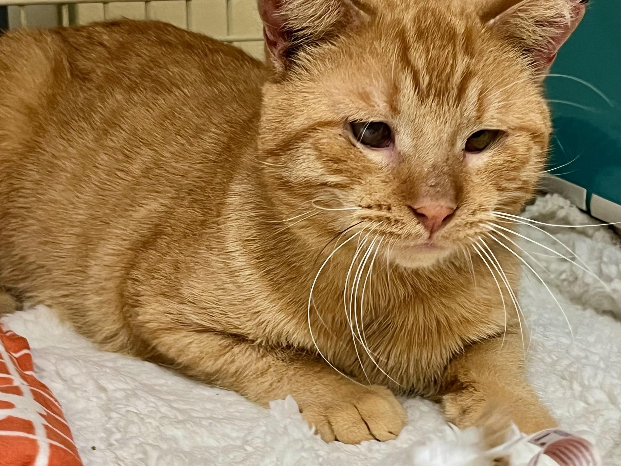 Mufasa WD 0621 (bonded with Rufus), a Adoptable Domestic Short Hair in Troy, MI image 5/6