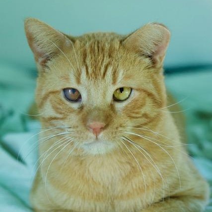 Mufasa WD 0621 (bonded with Rufus), a Adoptable Domestic Short Hair in Troy, MI image 3/6