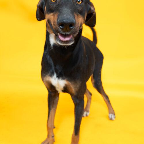 A.C. Slater, Adoptable, Young Male Doberman Pinscher & Mixed Breed.