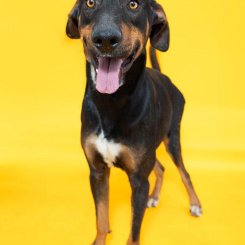 Enlarge A.C. Slater, a Adoptable mixed breed in Sullivan City, TX image 2/6
