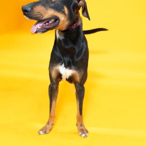 Enlarge A.C. Slater, a Adoptable mixed breed in Sullivan City, TX image 3/6