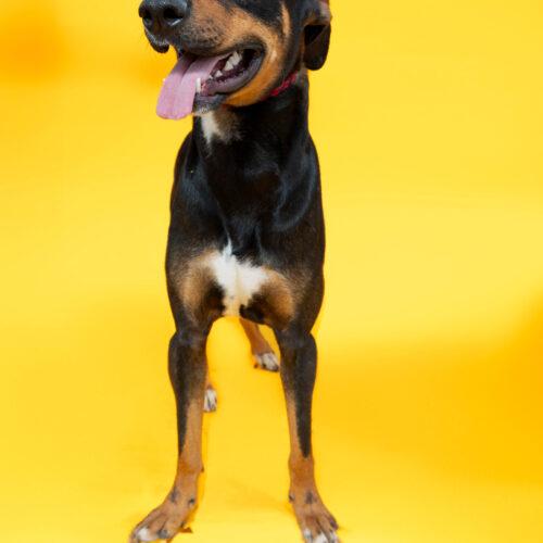 Enlarge A.C. Slater, a Adoptable mixed breed in Sullivan City, TX image 4/6