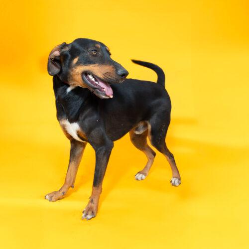 Enlarge A.C. Slater, a Adoptable mixed breed in Sullivan City, TX image 5/6