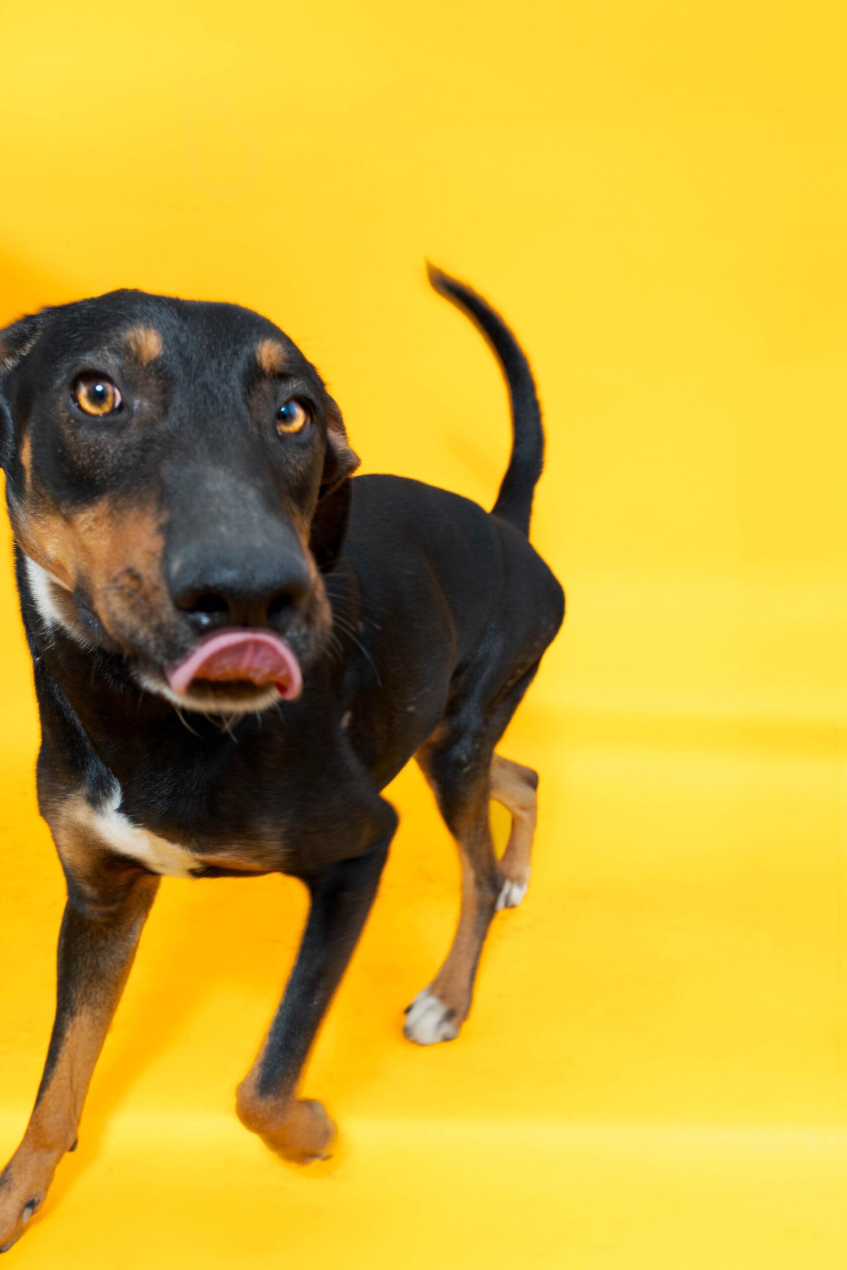 Enlarge A.C. Slater, a Adoptable mixed breed in Sullivan City, TX image 6/6