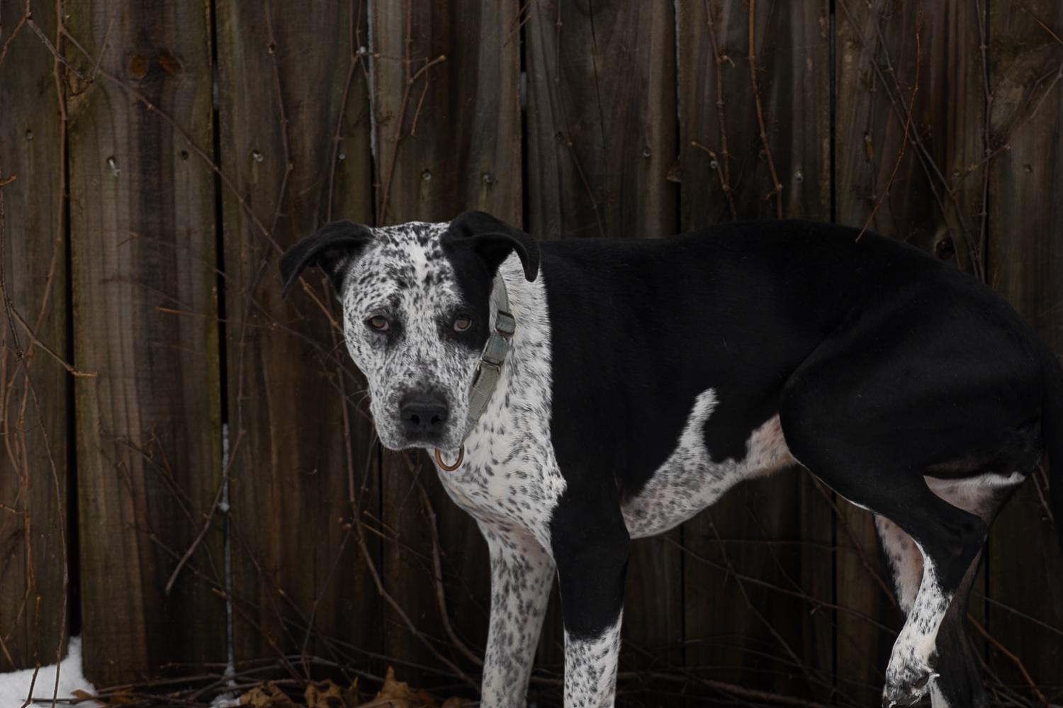 Enlarge Isabelle, a Adoptable mixed breed in Chamblee, GA image 1/6