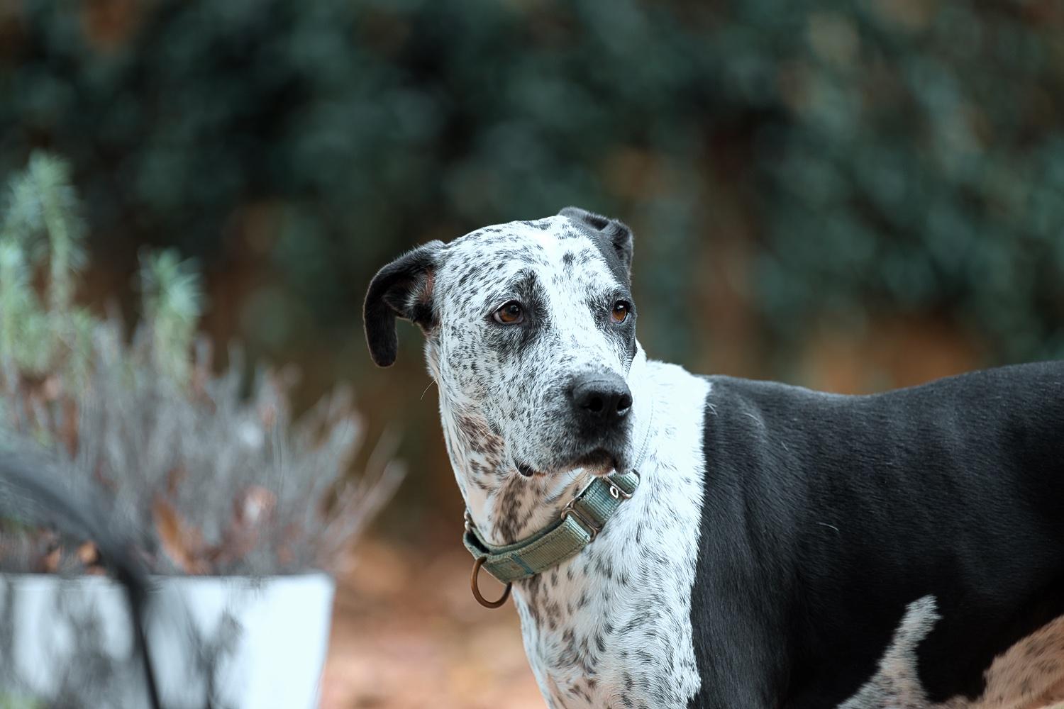 Enlarge Isabelle, a Adoptable mixed breed in Chamblee, GA image 2/6