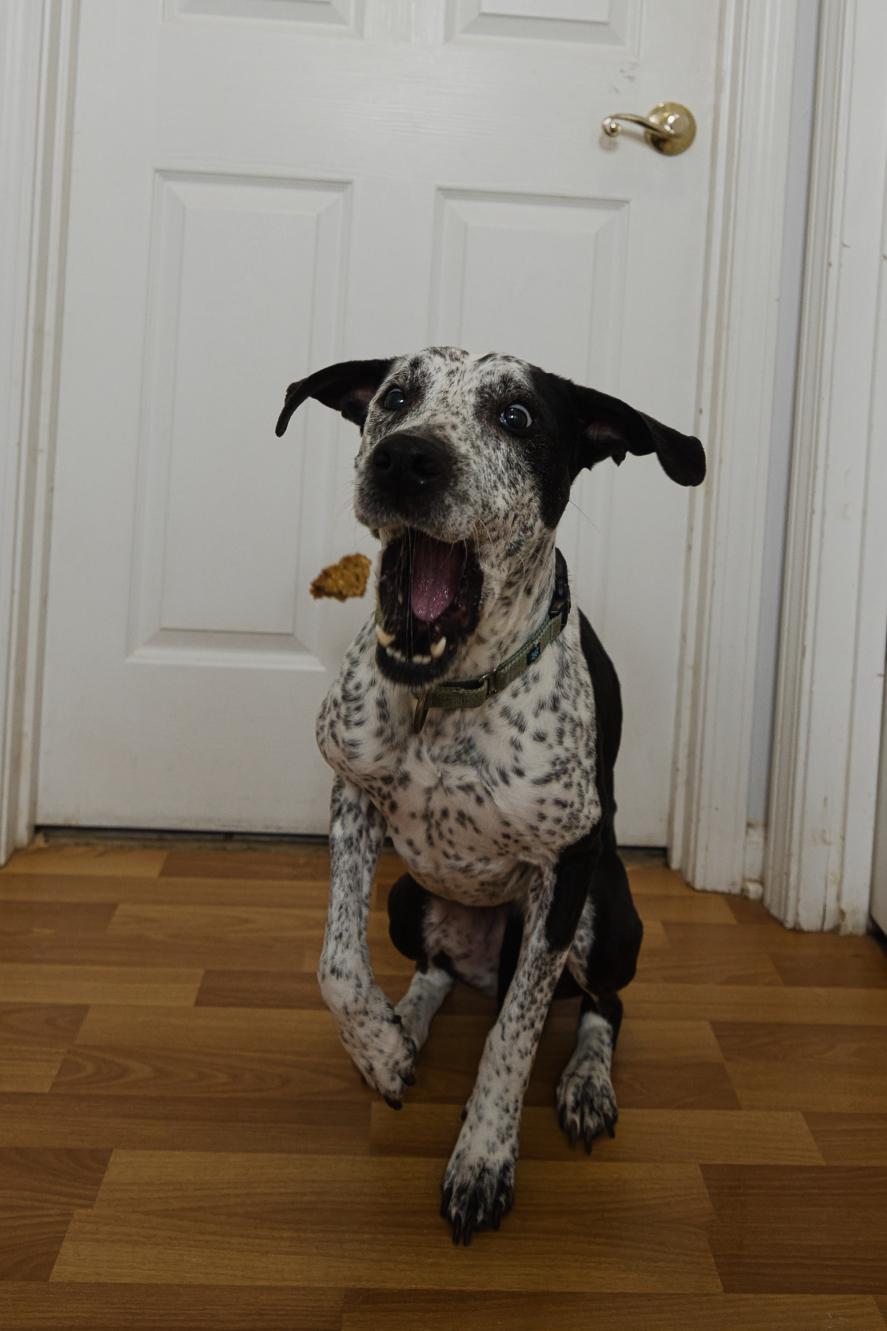 Isabelle, a Adoptable mixed breed in Chamblee, GA image 2/6