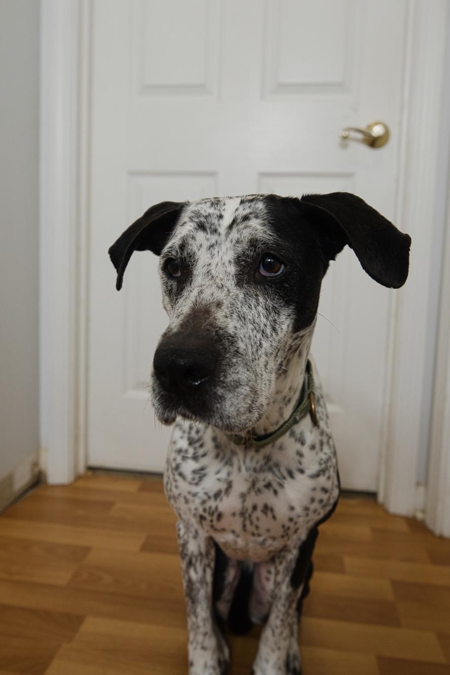 Isabelle, Adoptable, Senior Female Bluetick Coonhound & English Pointer.