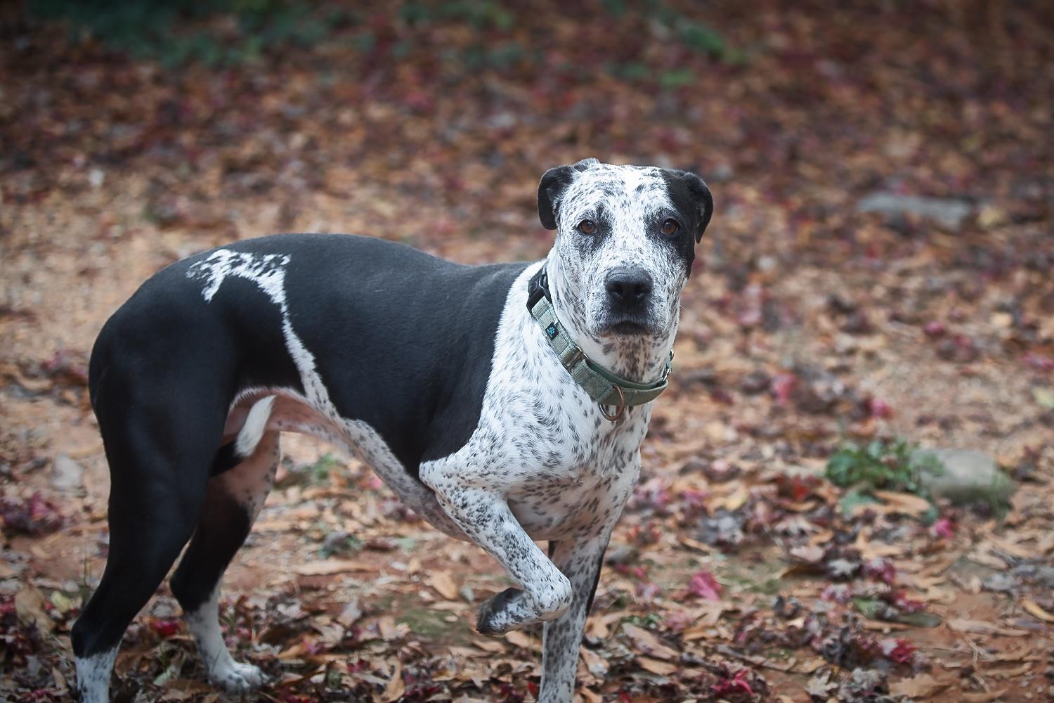 Isabelle, a Adoptable mixed breed in Chamblee, GA image 2/6