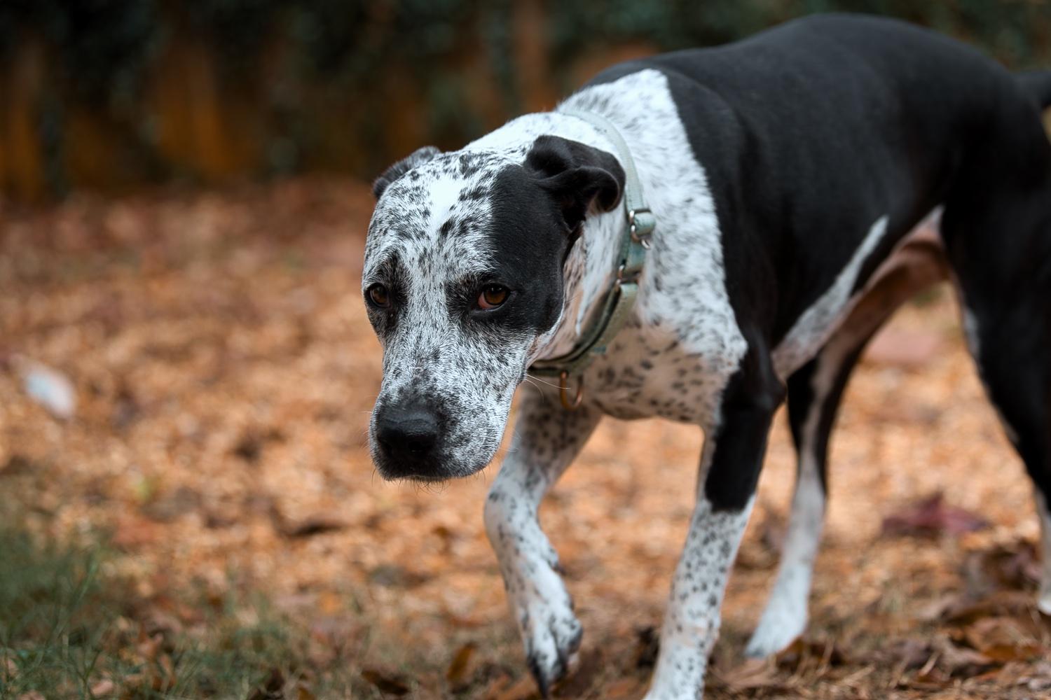 Isabelle, Adoptable, Senior Female Bluetick Coonhound & English Pointer.