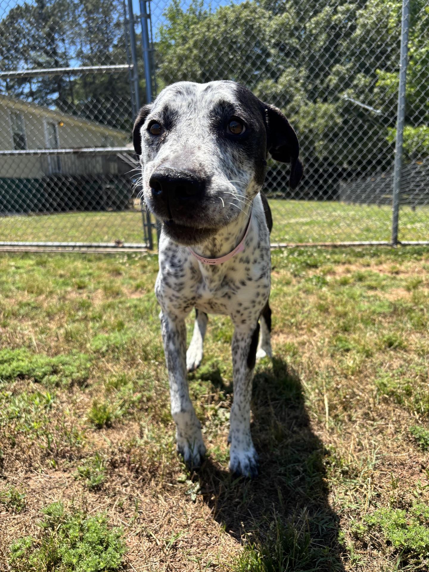 Isabelle, a Adoptable mixed breed in Chamblee, GA image 3/6