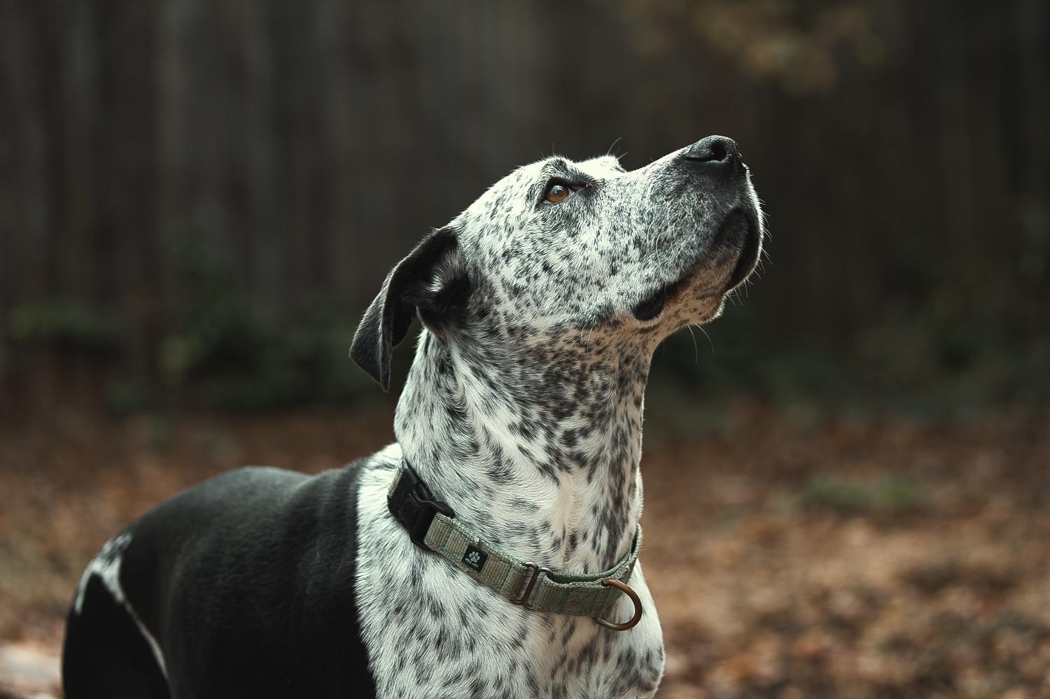 Isabelle, a Adoptable mixed breed in Chamblee, GA image 4/6