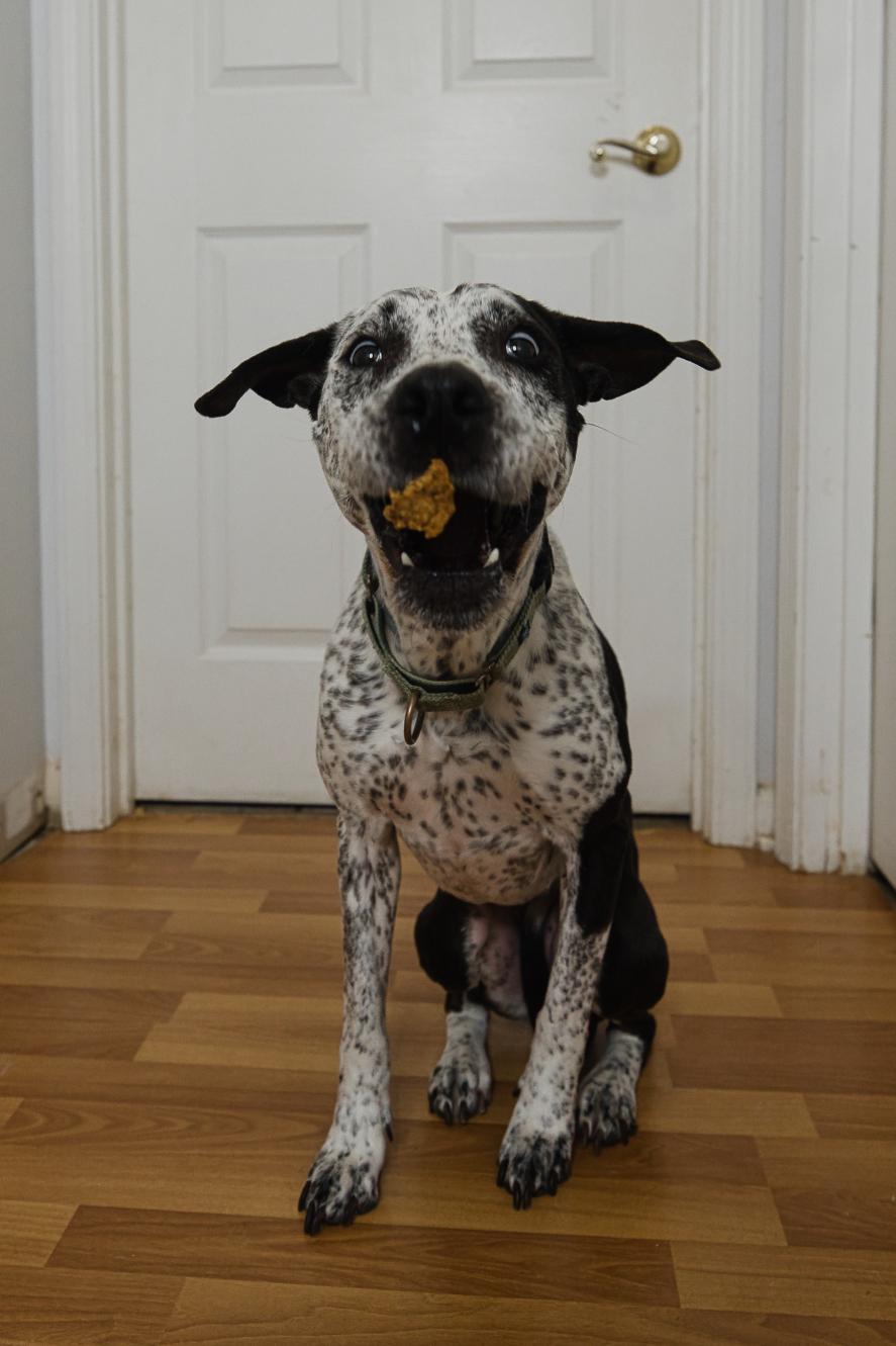 Isabelle, Adoptable, Senior Female Bluetick Coonhound & English Pointer.