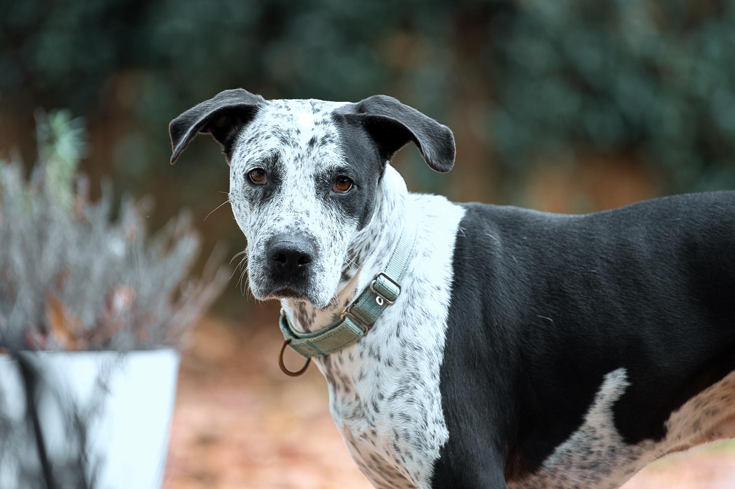 Isabelle, Adoptable, Senior Female Bluetick Coonhound & English Pointer.