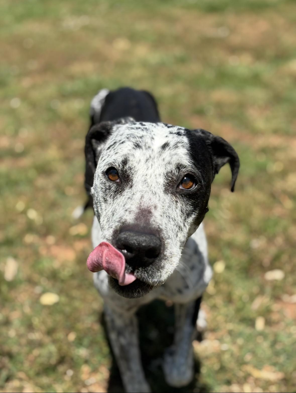 Isabelle, Adoptable, Senior Female Bluetick Coonhound & English Pointer.
