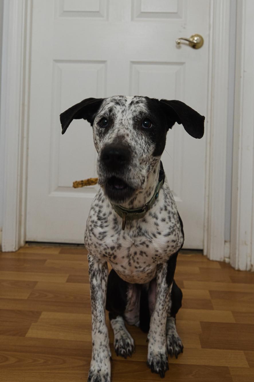 Enlarge Isabelle, a Adoptable mixed breed in Chamblee, GA image 2/6