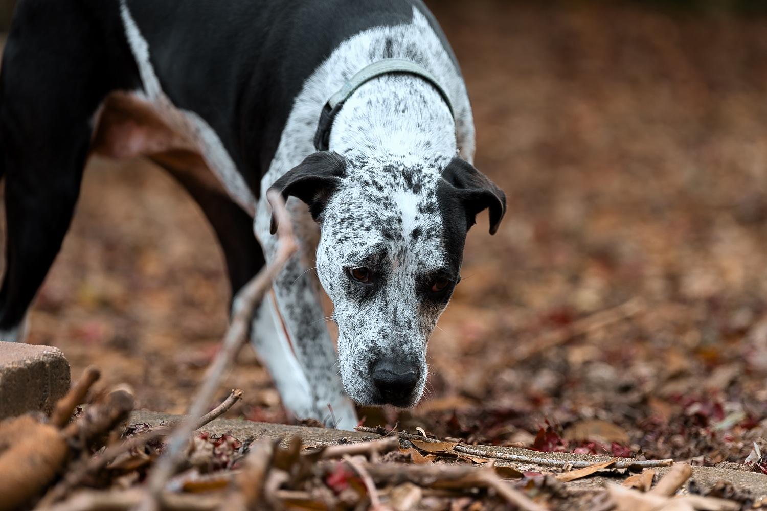 Enlarge Isabelle, a Adoptable mixed breed in Chamblee, GA image 4/6