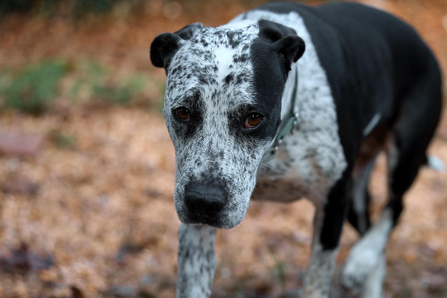 Isabelle, a Adoptable mixed breed in Chamblee, GA image 3/6