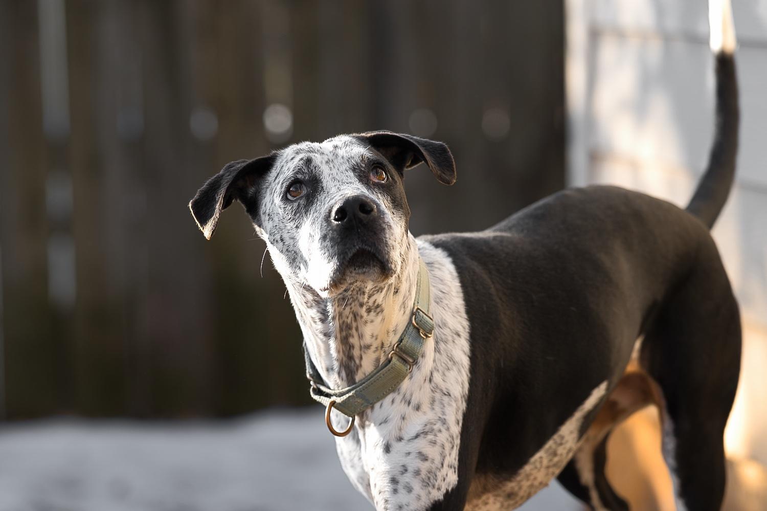 Enlarge Isabelle, a Adoptable mixed breed in Chamblee, GA image 6/6