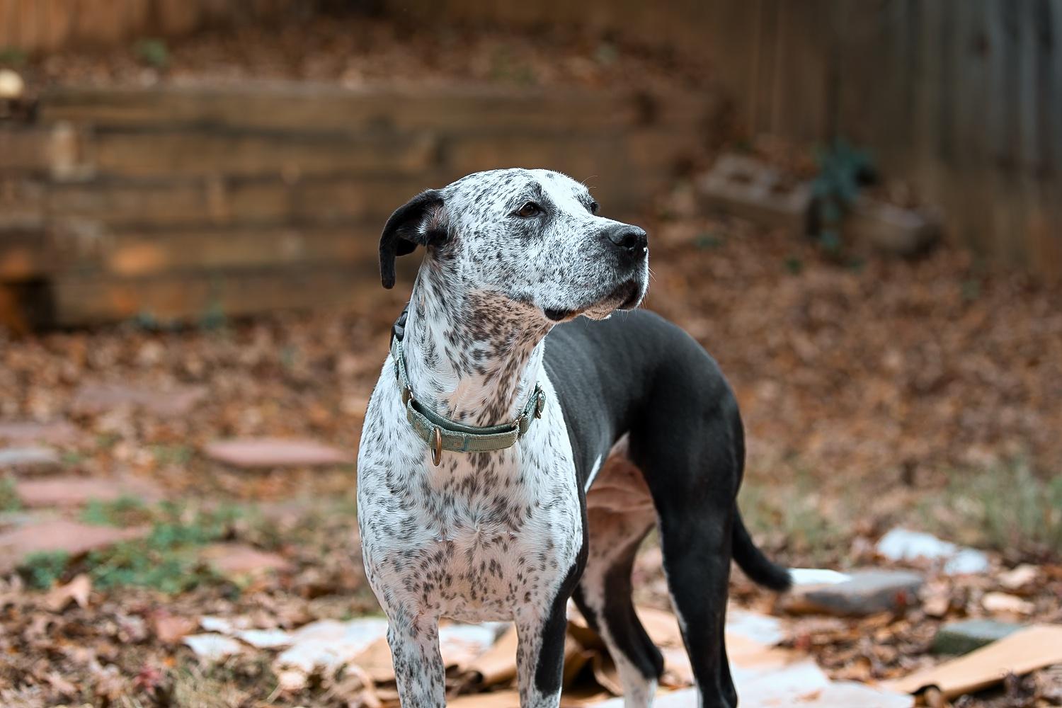 Enlarge Isabelle, a Adoptable mixed breed in Chamblee, GA image 6/6