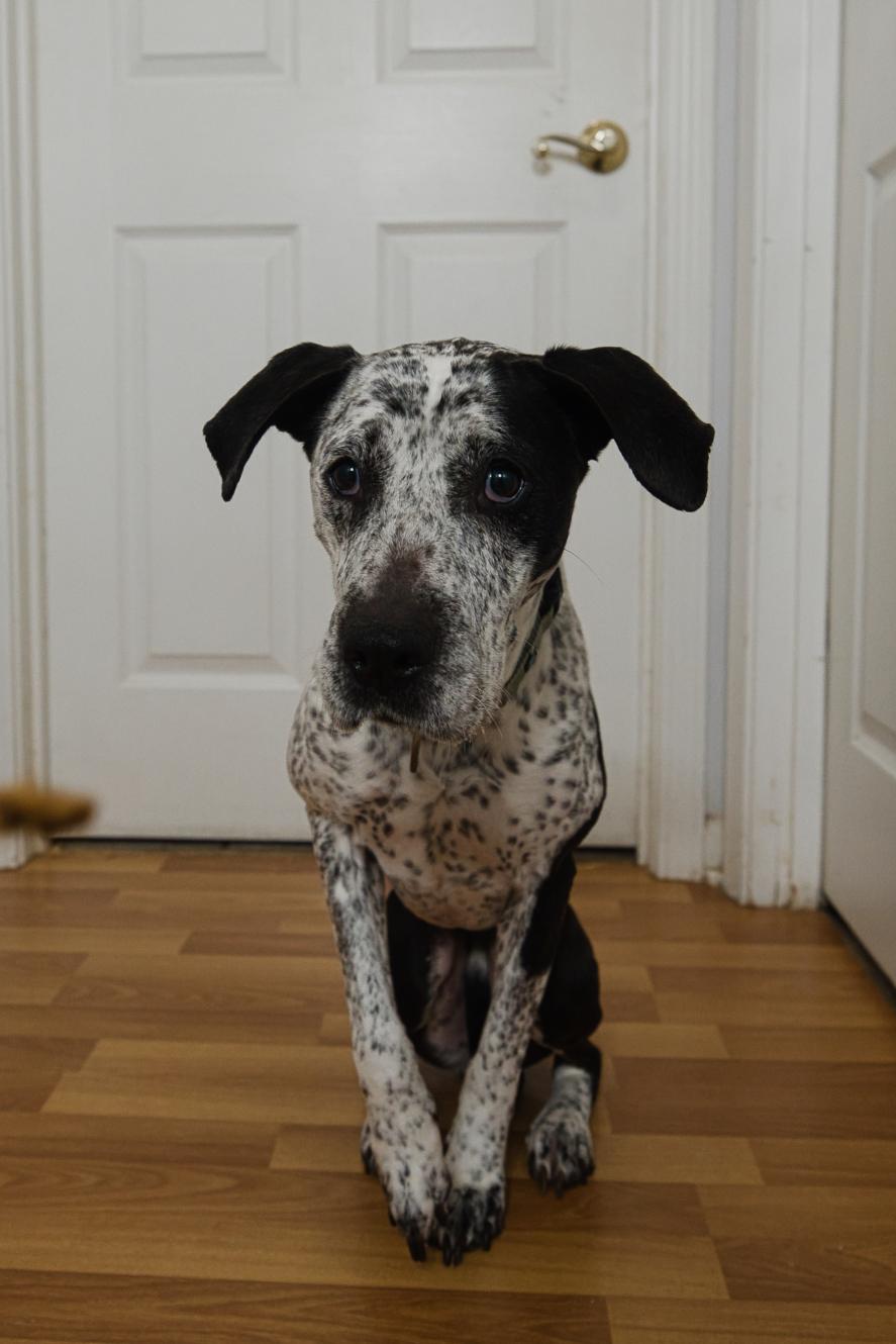 Isabelle, a Adoptable mixed breed in Chamblee, GA image 5/6
