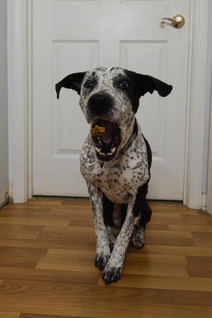 Isabelle, a Adoptable mixed breed in Chamblee, GA image 5/6