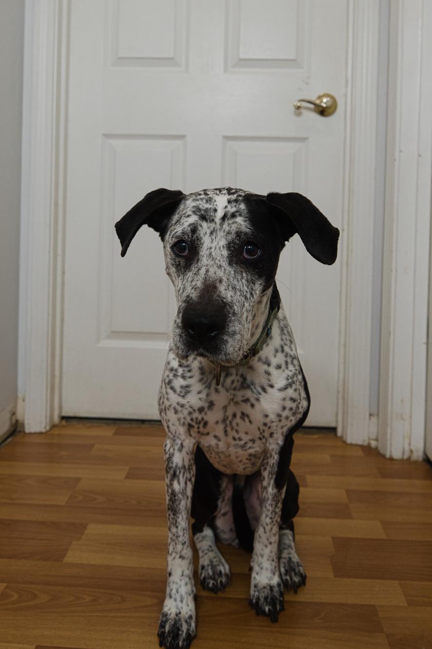 Enlarge Isabelle, a Adoptable mixed breed in Chamblee, GA image 3/6