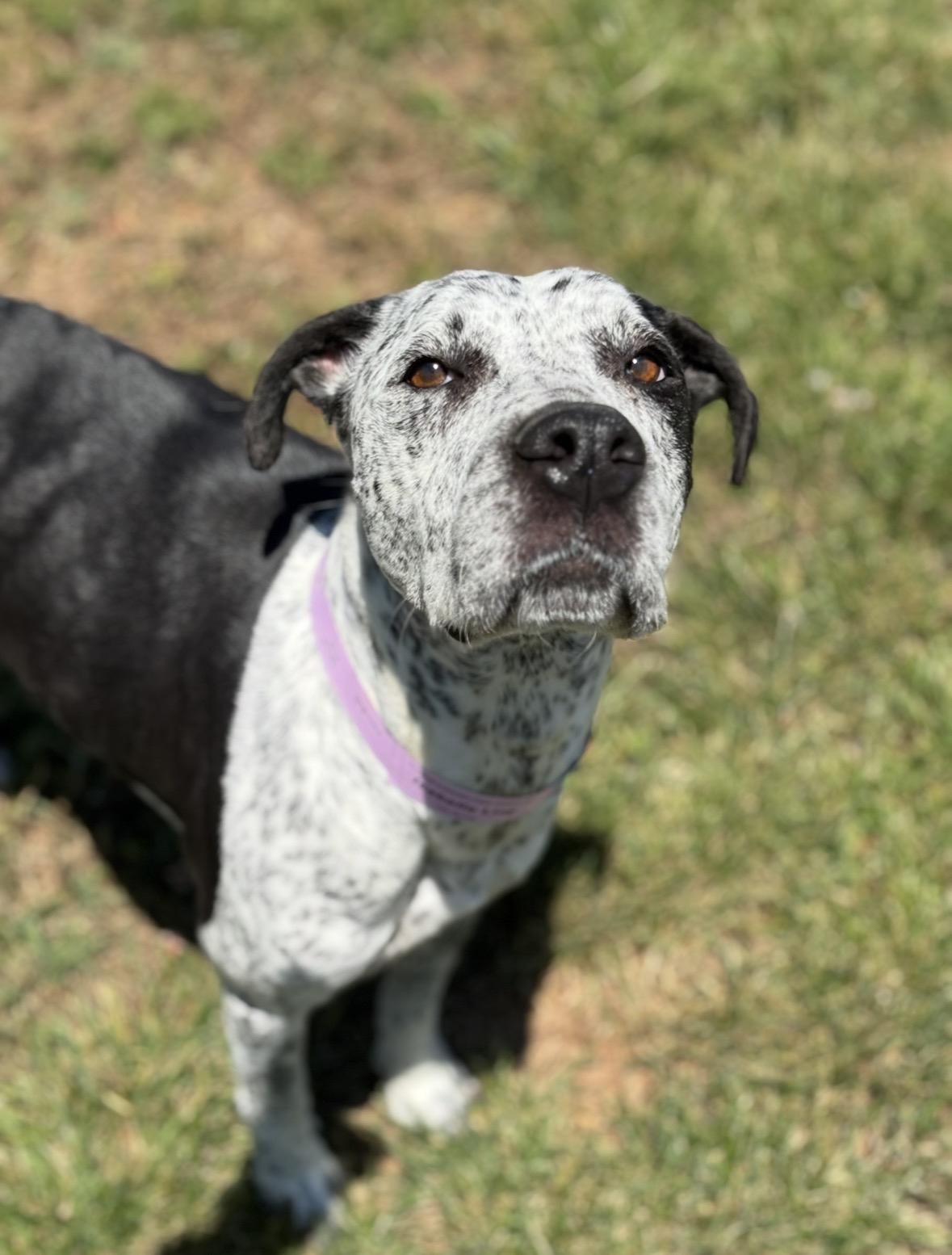 Isabelle, a Adoptable mixed breed in Chamblee, GA image 6/6