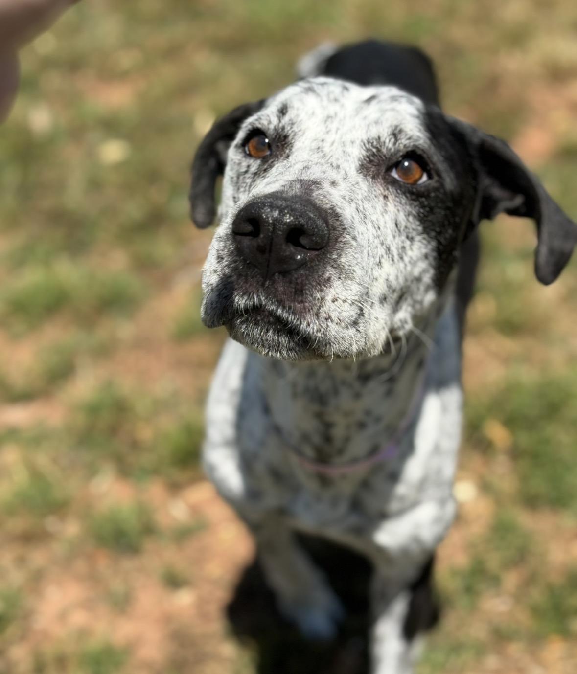 Enlarge Isabelle, a Adoptable mixed breed in Chamblee, GA image 4/6