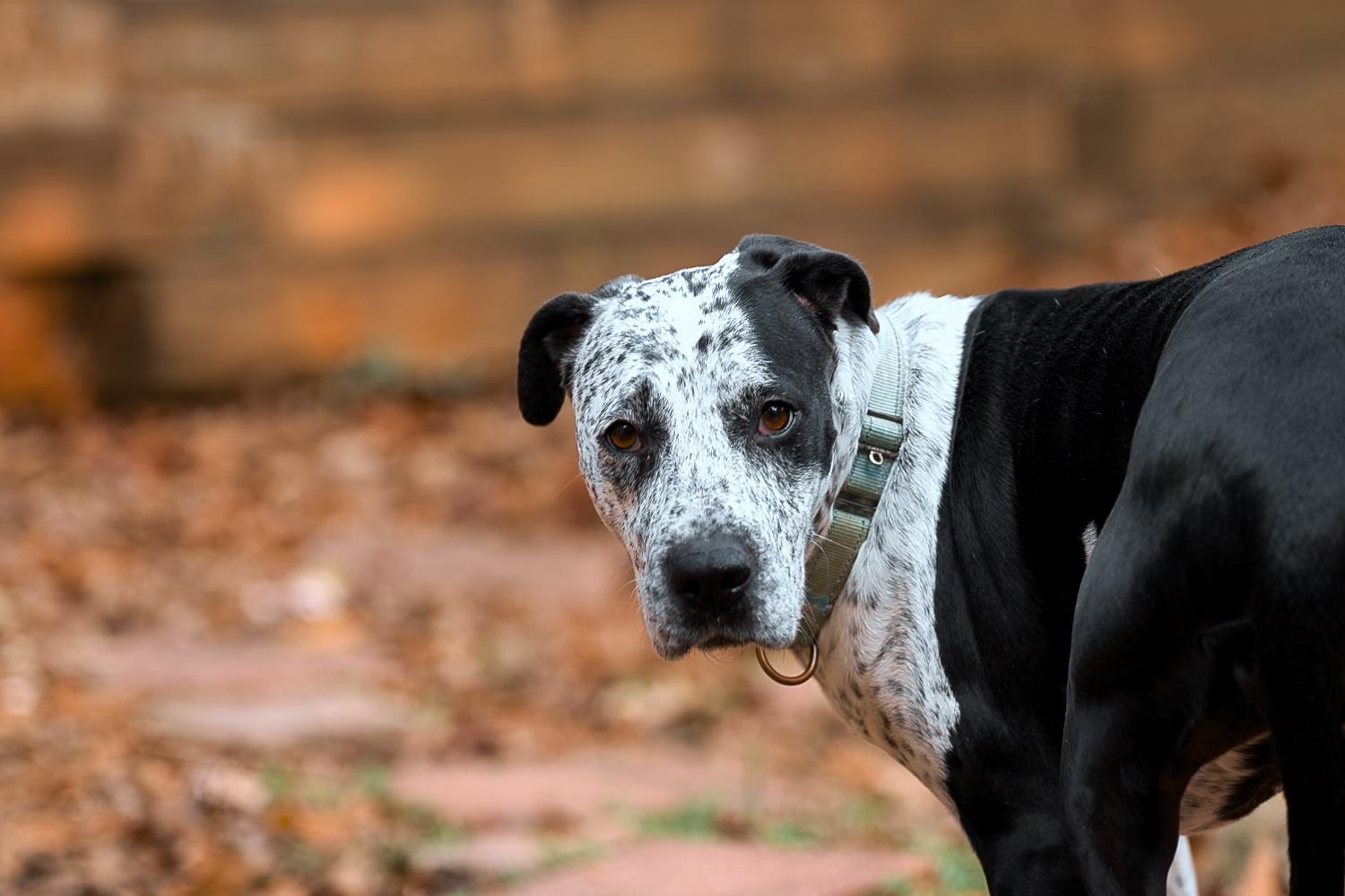 Enlarge Isabelle, a Adoptable mixed breed in Chamblee, GA image 6/6