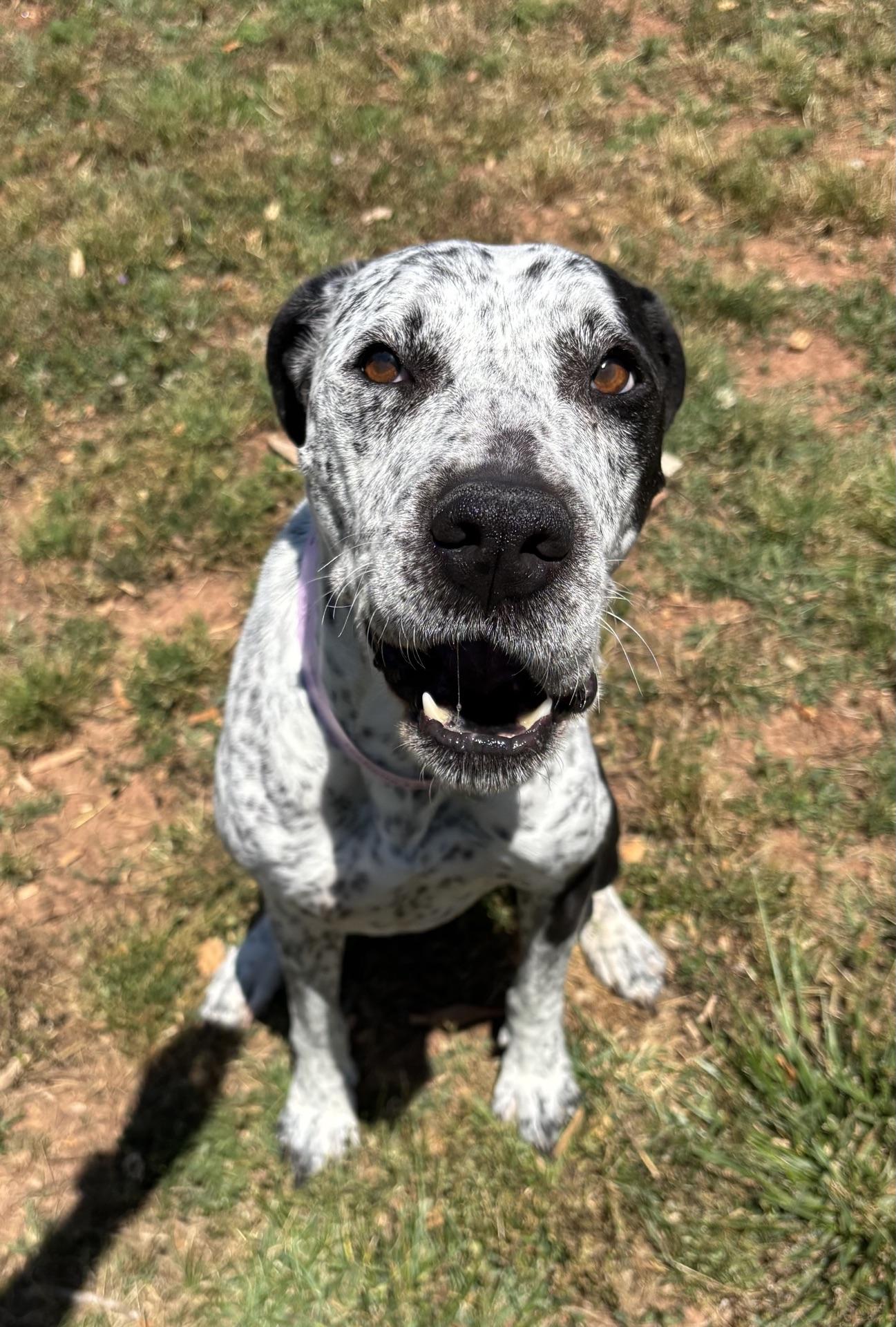 Enlarge Isabelle, a Adoptable mixed breed in Chamblee, GA image 5/6