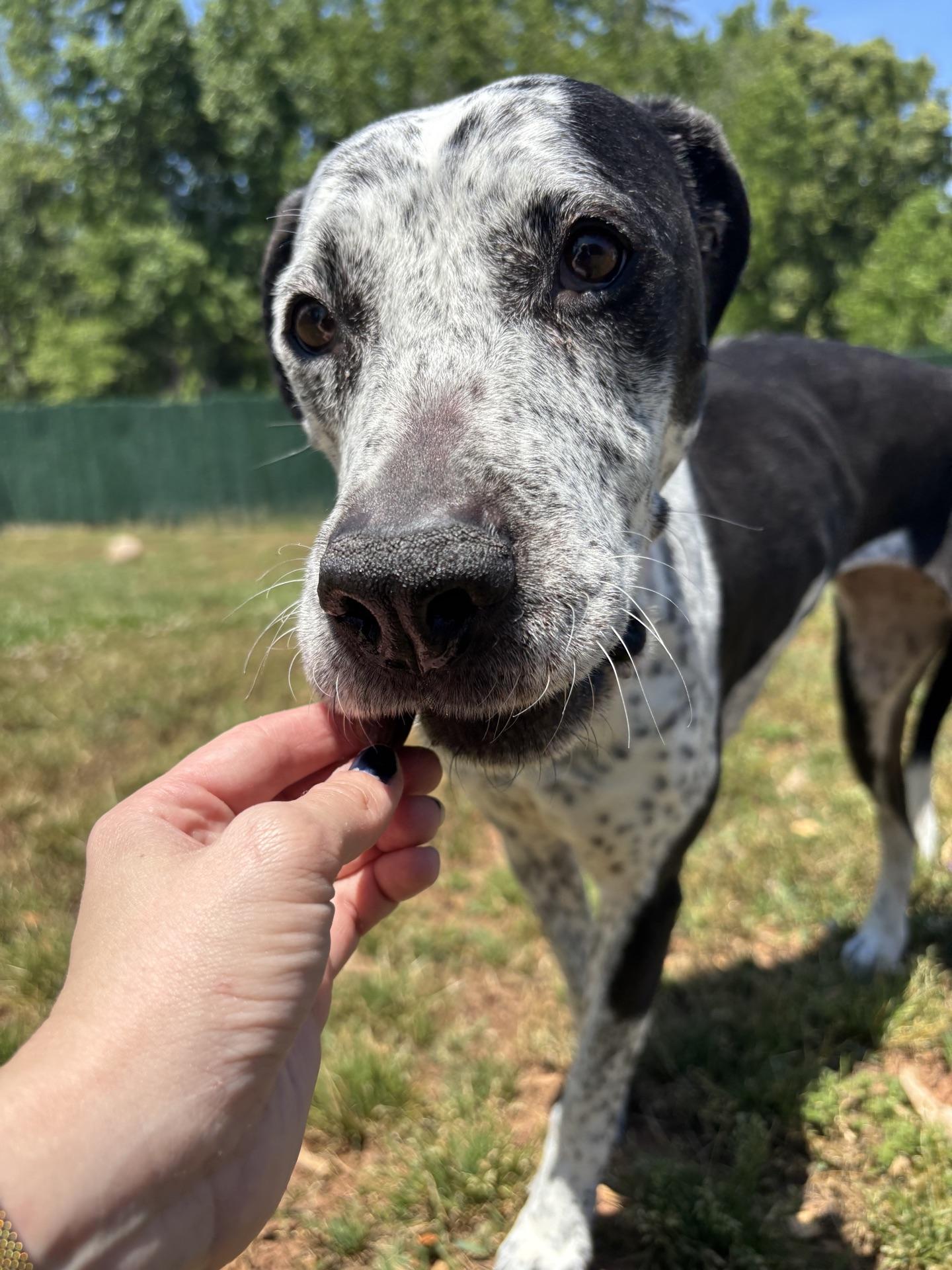Enlarge Isabelle, a Adoptable mixed breed in Chamblee, GA image 6/6