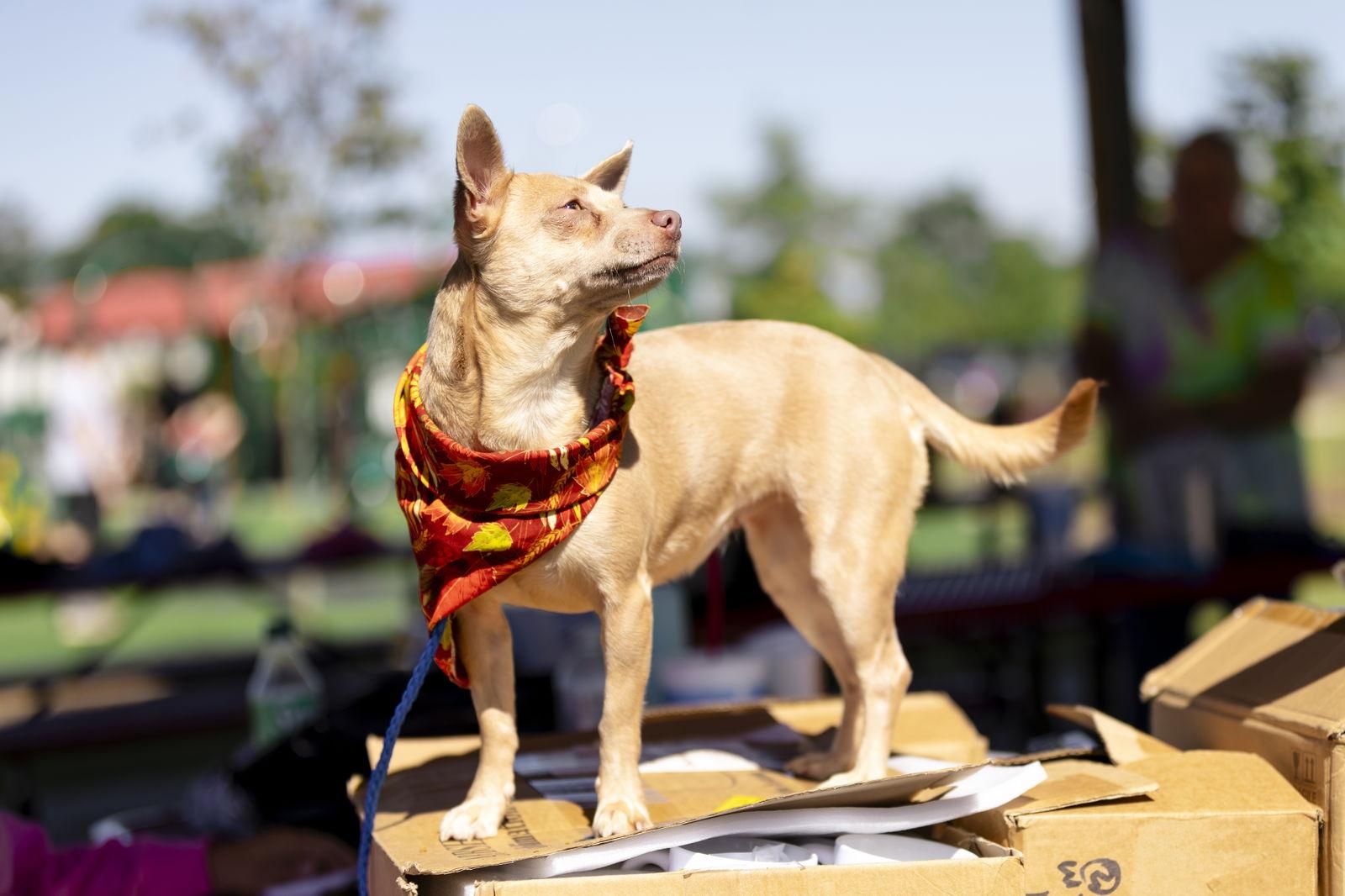 Enlarge Penny Lee, a Adoptable Chihuahua in Garner, NC image 3/3
