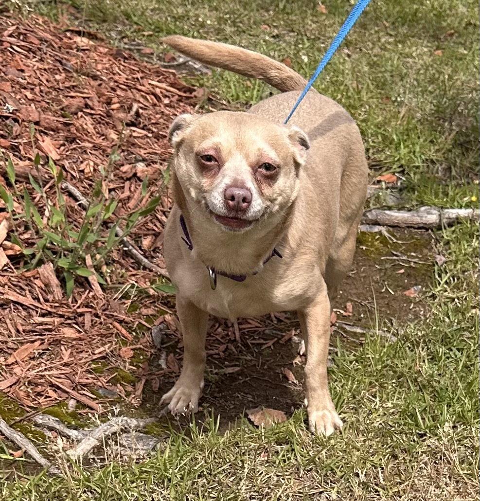 Penny Lee, Adoptable, Adult Female Chihuahua.