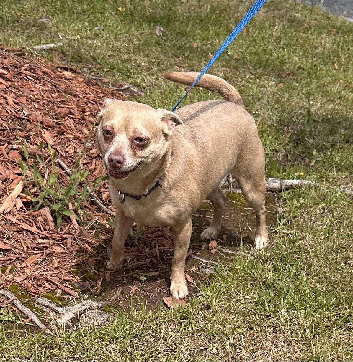 Enlarge Penny Lee, a Adoptable Chihuahua in Garner, NC image 3/3