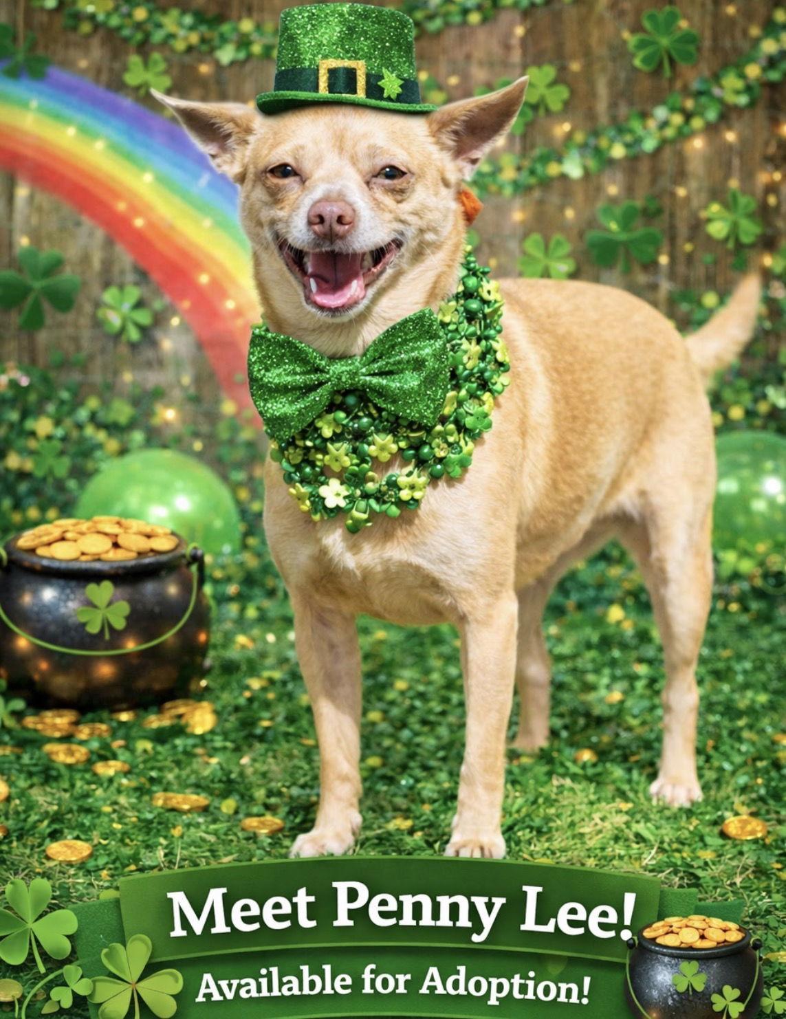 Enlarge Penny Lee, a Adoptable Chihuahua in Garner, NC image 3/3