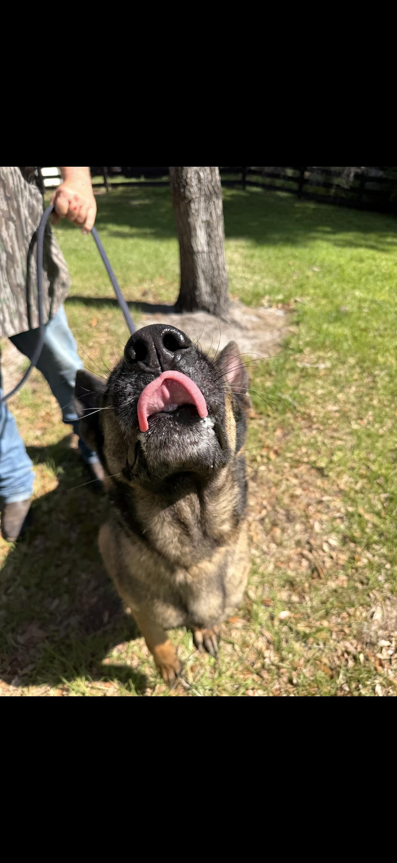 Yoshi, a Adoptable German Shepherd Dog in Oviedo, FL image 3/4
