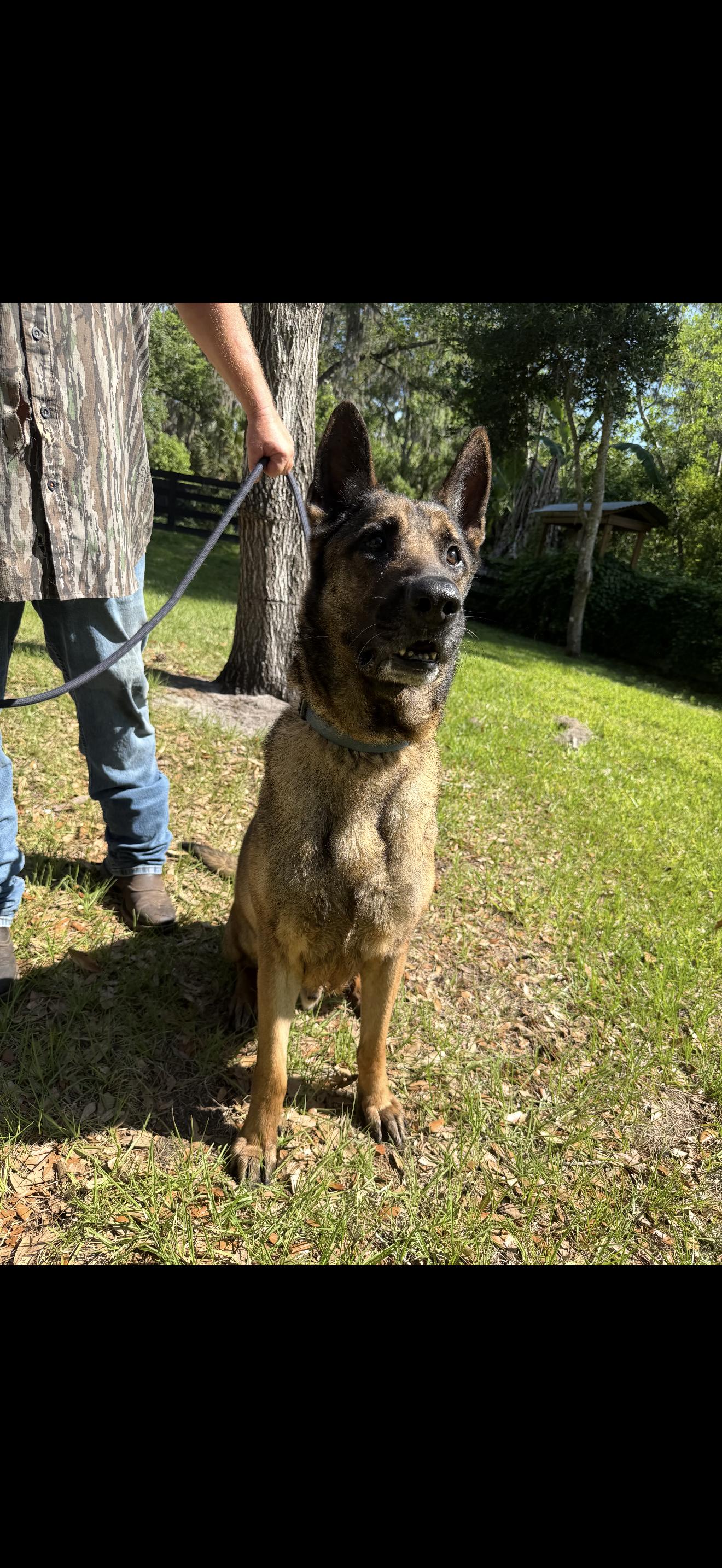 Yoshi, a Adoptable German Shepherd Dog in Oviedo, FL image 4/4
