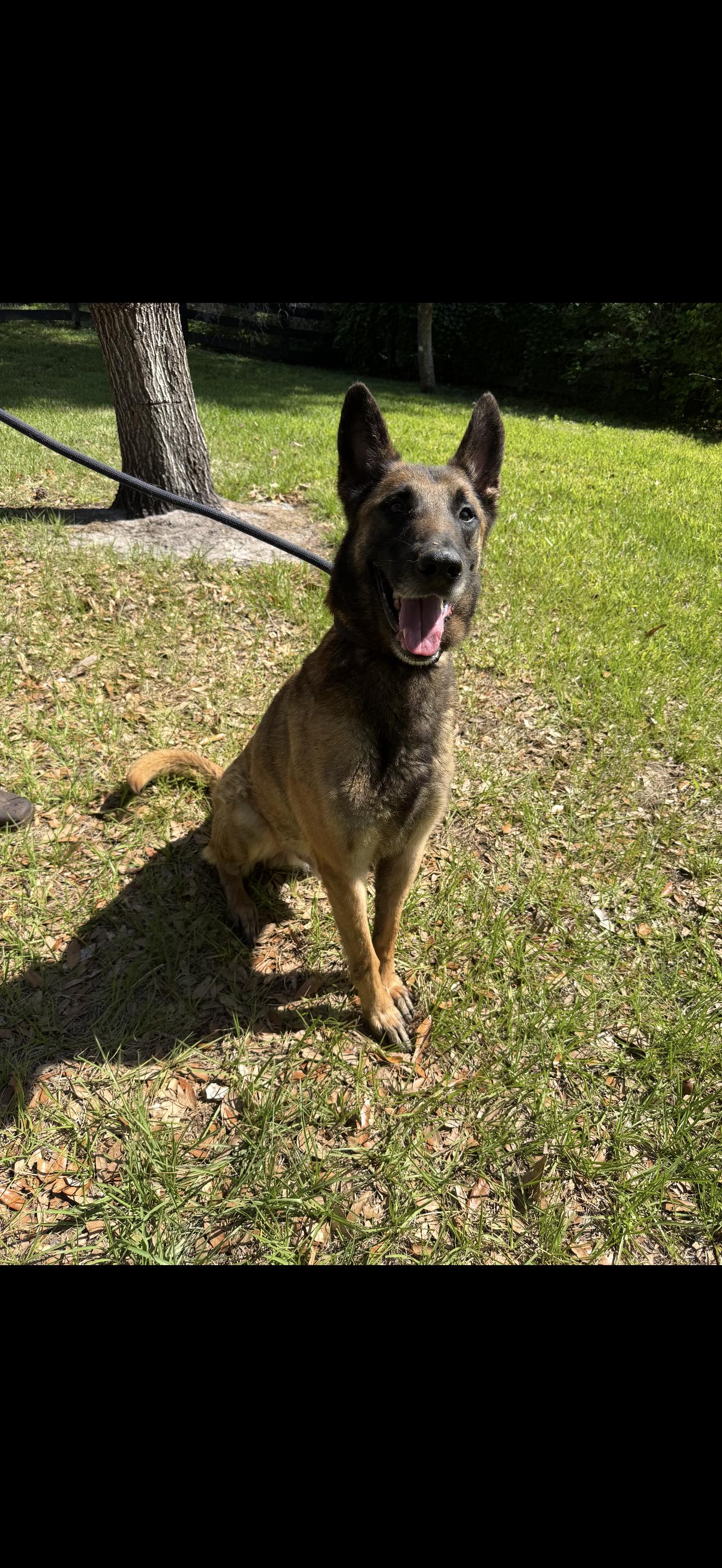Yoshi, a Adoptable German Shepherd Dog in Oviedo, FL image 2/4