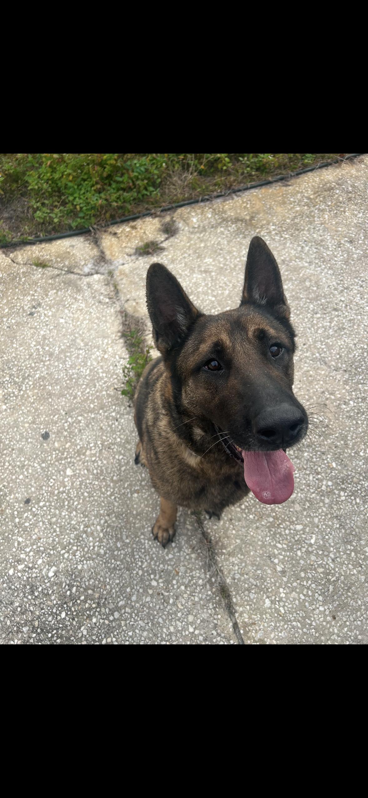 Enlarge Yoshi, a Adoptable German Shepherd Dog in Oviedo, FL image 1/1