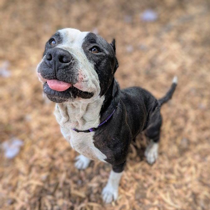 Roddy, Adoptable, Adult Male Pit Bull Terrier.